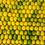 Citrus Garden Handmade Pebble Rug