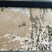 Luxury Hand-Tufted Wool Rug – Soft Beige Floral Pattern, Stylish Interior Rug